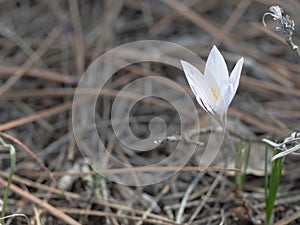 A delicate snowdrop flower grows in the forest