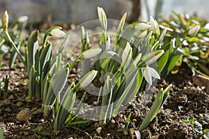 Delicate Snowdrop flowers have grown on friable soil in january