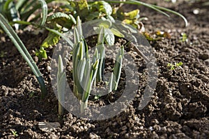 Delicate Snowdrop flowers have grown on friable soil in january