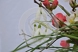 Delicate snowdrop flowers on a white background