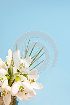 Delicate snowdrops on a blue