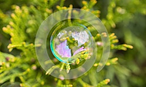 Delicate soap bubble perched gently on an everygreen leaf, beaut