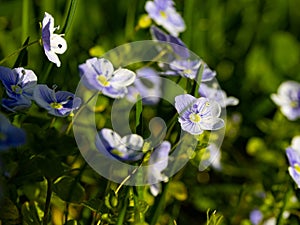 Delicate soft flowers of Veronica filiformis grow in a meadow in the sun