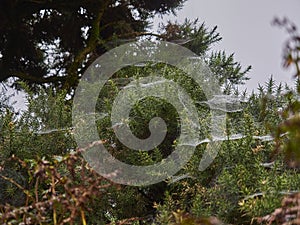 delicate spider webs with dew drops covering a lush green bush in Ireland
