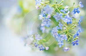 Delicate spring background with flowers in blue