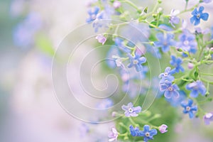 Delicate spring background with flowers in blue