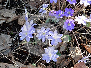 Delicate spring blue flowers of the Hepatica nobilis on a blurry background
