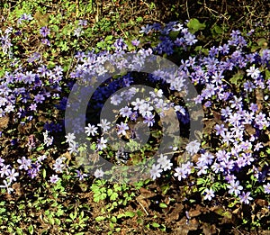 Delicate spring blue flowers of the Hepatica nobilis on a blurry background