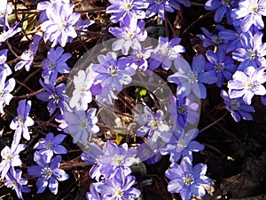 Delicate spring blue flowers of the Hepatica nobilis on a blurry background