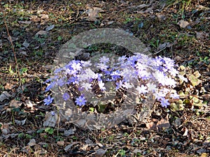 Delicate spring blue flowers of the Hepatica nobilis on a blurry background