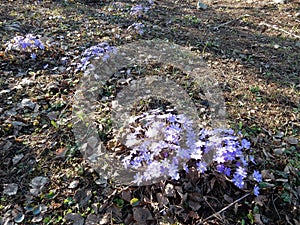 Delicate spring blue flowers of the Hepatica nobilis on a blurry background