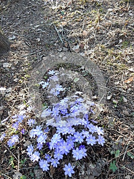 Delicate spring blue flowers of the Hepatica nobilis on a blurry background