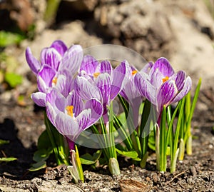 Delicate spring crocuses bloomed
