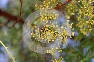 Delicate Spring flowers covered with rain drops.