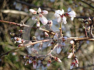 Delicate spring flowers, wild cherries on. Cherry blossoms of japanese sakura.