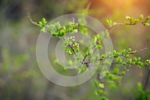 Delicate spring greens, blurred background, soft selective focus. Branches of shrub with young green leaves. Natural plant