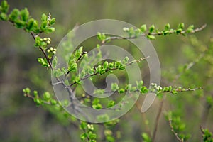 Delicate spring greens, blurred background, soft selective focus. Branches of shrub with young green leaves. Natural plant