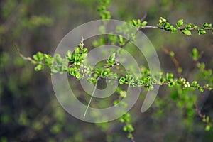 Delicate spring greens, blurred background, soft selective focus. Branches of shrub with young green leaves. Natural plant