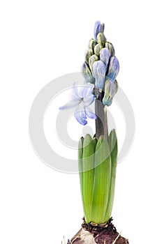 Delicate spring hyacinth flower close-up