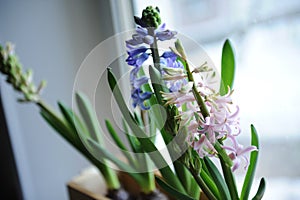 Delicate spring hyacinth flowers in a wooden box on a window sill. Pink, blue color