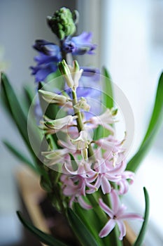 Delicate spring hyacinth flowers in a wooden box on a window sill. Pink, blue color