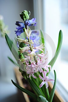 Delicate spring hyacinth flowers in a wooden box on a window sill. Pink, blue color