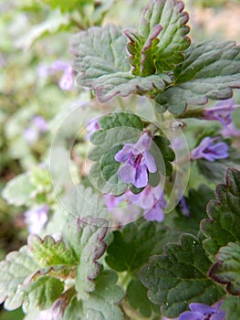 Delicate spring light purple ground-ivy flowers on a blurry green background