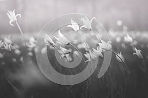 Delicate spring meadow flowers. Disappearing plant species Black and white Tulipa scythica sylvestris soft focus.