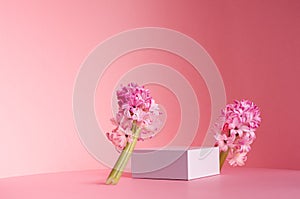 Delicate spring mock up for cosmetic and product display with white square podium, tender hyacinth flowers standing on pastel pink