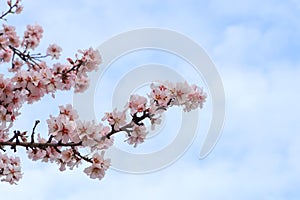 Delicate spring pink cherry blossoms on tree against blue sky