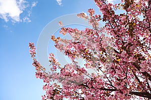 Delicate spring pink cherry blossoms on tree against blue sky