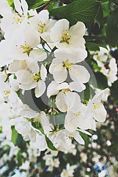 Delicate spring twig of a fruit tree showered with small, tiny