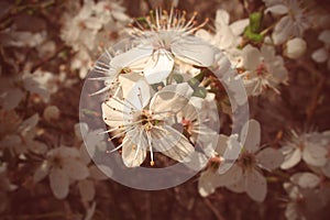 Delicate spring twig of a fruit tree showered with small, tiny