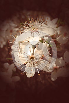 Delicate spring twig of a fruit tree showered with small, tiny