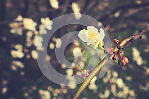 Delicate spring twig of a fruit tree showered with small, tiny