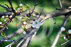 Delicate spring twig of a fruit tree showered with small, tiny