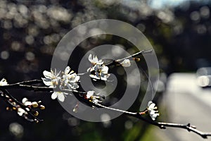 Delicate spring twig of a fruit tree showered with small, tiny