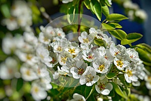 Delicate spring twig of a fruit tree showered with small, tiny