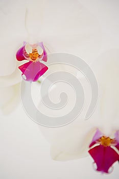 A delicate stem of pink flower