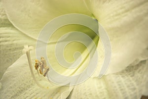 Delicate structure of lily flower macro close up