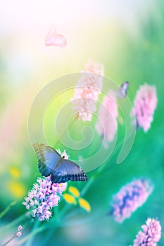 Delicate summer image. Blue butterfly on a background of pink flowers. Pastel colors.