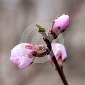 blossoming cherry or peach buds in close-up