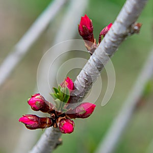 peach buds in close-up