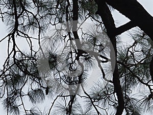 Delicate Textured Intricate Chir Pine Foliage.