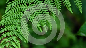 Delicate Textured Leaves of the Fragile Green Fern