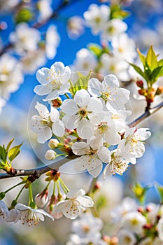 Beautiful tree branch with white flowers photo