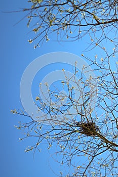 delicate tree branches reaching upwards with bird's nest amidst branches against blue sky. concepts: nature blogs