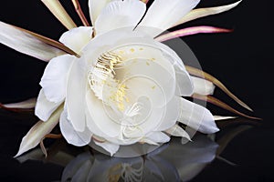 Delicate tropical flower Queen of the Night white flower on a black background with reflection