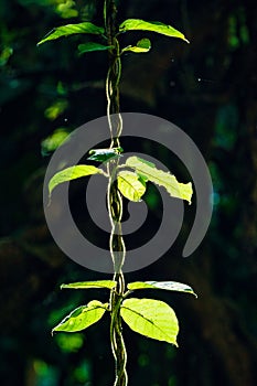 Delicate tropical liana climbing