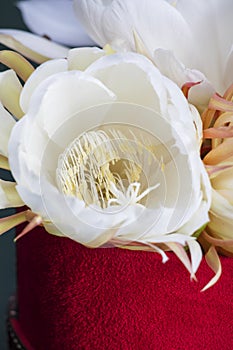 Delicate tropical Queen of the Night white flower in a red container